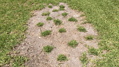 Installing Plugs To Repair A Bare Area In St