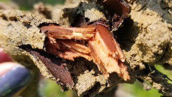 Phytophthora Root Rot 600X338