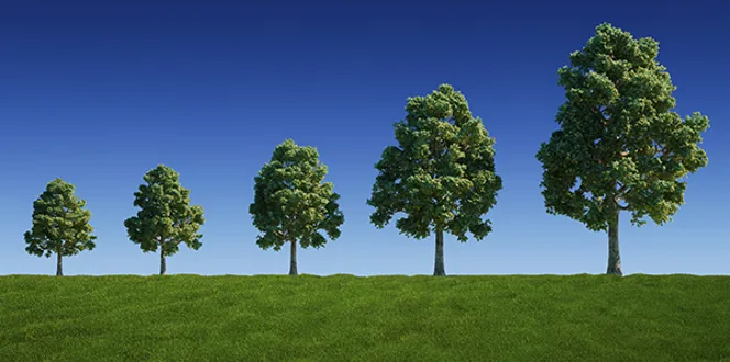 Can Trees Grow Too Fast
