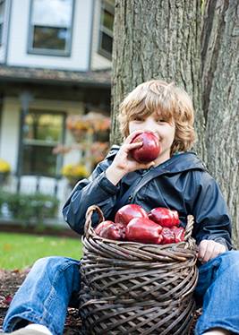 Fall Apples