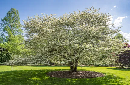 Hawthorn