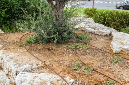 Drip Irrigation System Soaker Hose To Water Trees Shrubs Davey Tree