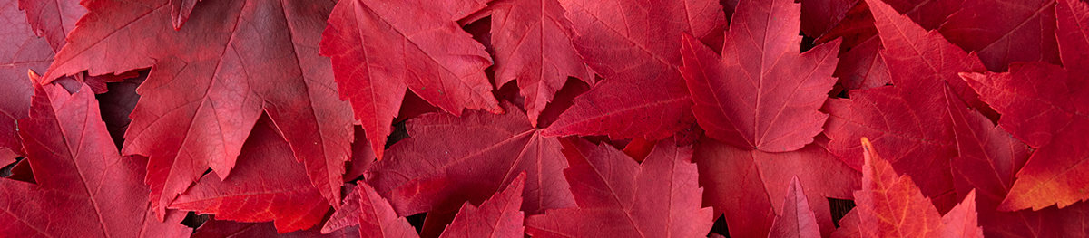 Add Color to Your Yard: Best Trees for Red Fall Foliage | Davey Tree