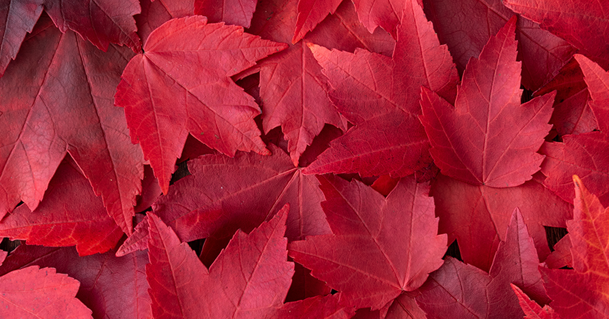 Red Fall Ltree Add Color to Your Yard: Best Trees for Red Fall Foliage | Davey Tree