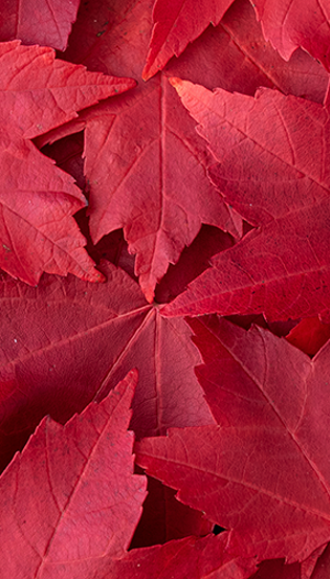 Add Color to Your Yard: Best Trees for Red Fall Foliage | Davey Tree