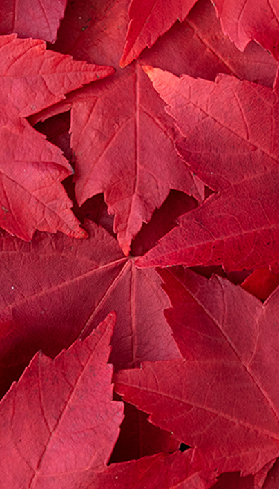 Add Color to Your Yard: Best Trees for Red Fall Foliage | Davey Tree