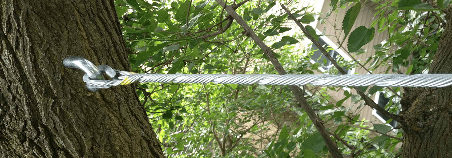 Tree Cabling Bracing Banner 1440X500