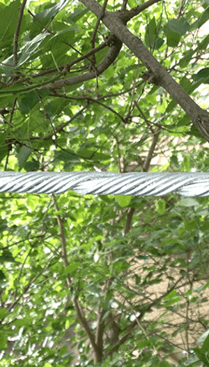 What is Cabling and Bracing a Tree | Davey Tree