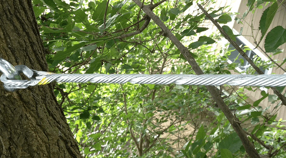 What is Cabling and Bracing a Tree | Davey Tree