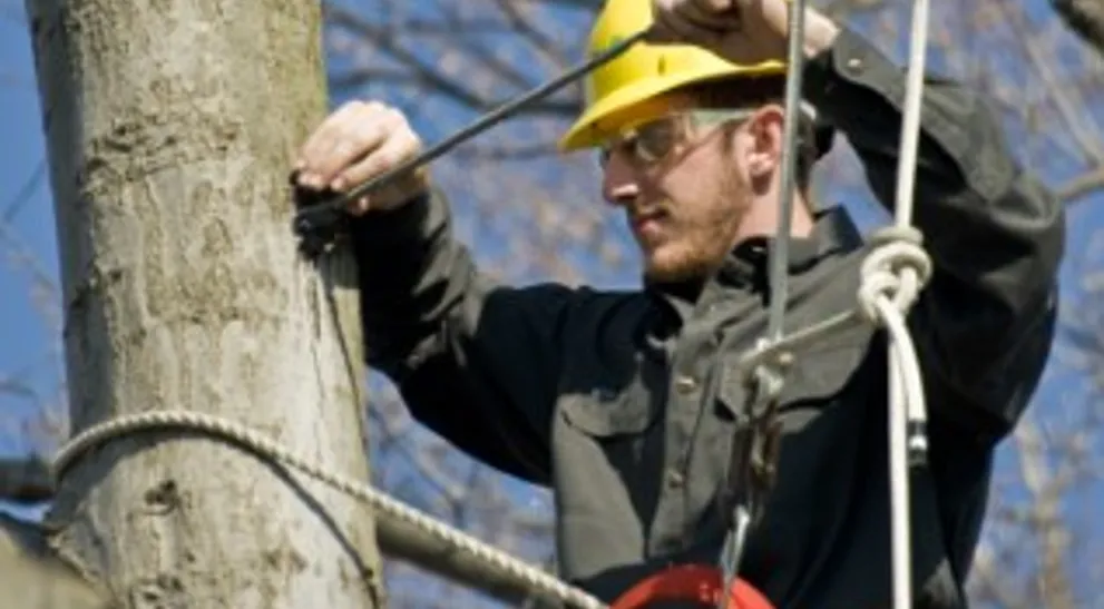 Types Of Tree Support Systems | Davey Tree