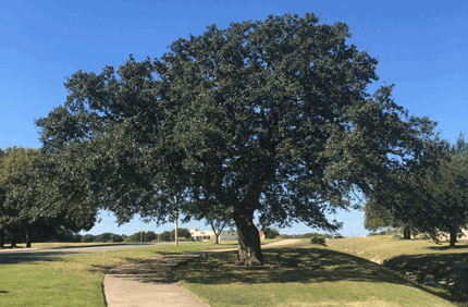 When To Prune Oak Trees In Texas