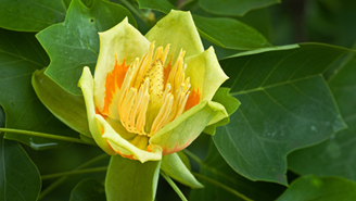 Tulip Poplar