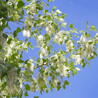 Worst Trees For Allergies