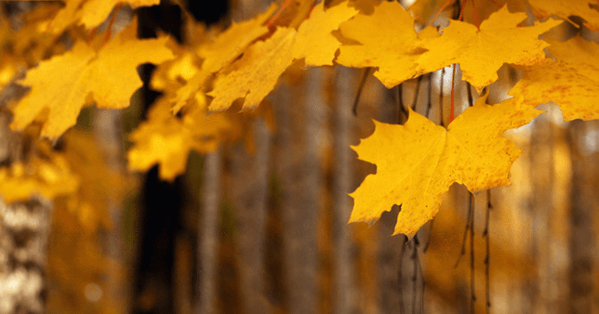 Why do leaves change colour and fall in autumn?, Everyday chemistry