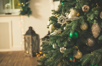 Live Christmas Tree