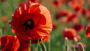 Early Blooming Poppy Perennials