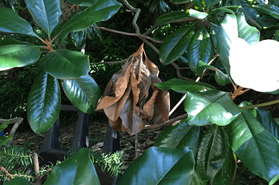 Btb Damage To Magnolia3