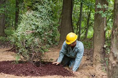 fall tree planting with mulch