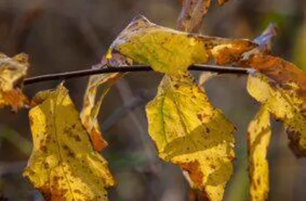 Yellow Leaves