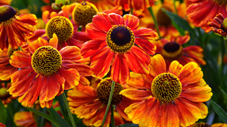 Early Blooming Helenium Perennials