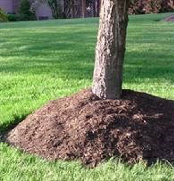 Deep Planting2 195X203