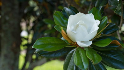 Southern Magnolia Tree