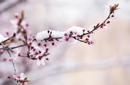 How To Protect Fruit Trees From Late Frost