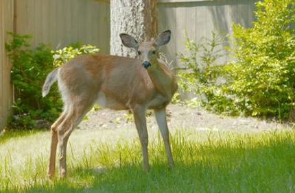 Davey Tree Deer Eating Arborvitae