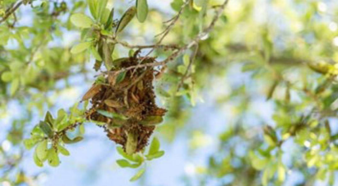 What Makes Webs in Trees: Webworm vs. Tent Caterpillar | Davey Tree