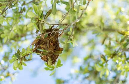Webworm End Of Branch