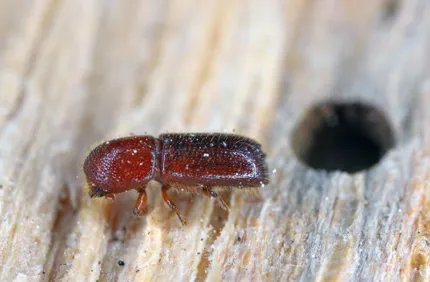 AS 507630274 Xyleborus Monographus MOB