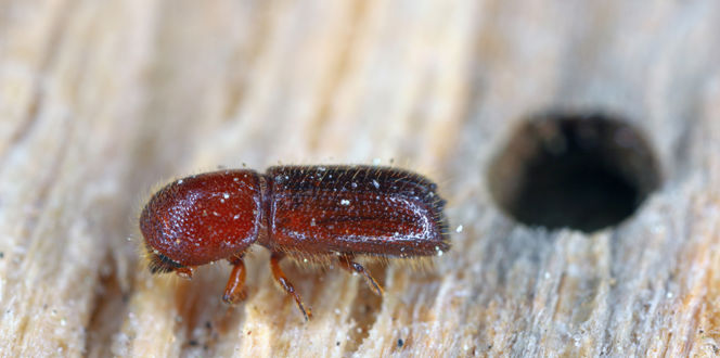 AS 507630274 Xyleborus Monographus MOB