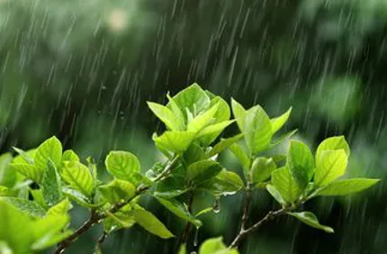 Do Tree Leaves Turn Upside Down In Rain Davey Tree