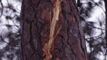 Lightning On Pine Closeup