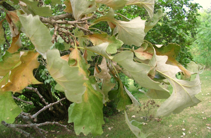Oakwiltdos