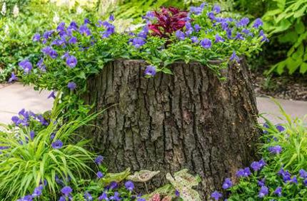 Hide Tree Stump With Flowers Stump Planter Davey Tree
