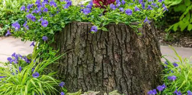 Hide Tree Stump With Flowers Stump Planter Davey Tree