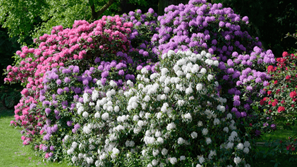 Slow Growing Shrub Rhododendron