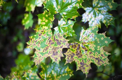 AS 285177860 Tubakia Maple