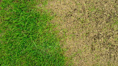 Landscaping Ideas For Where Grass Wont Grow