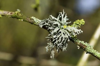 Lichen On Tree Branch Davey Tree
