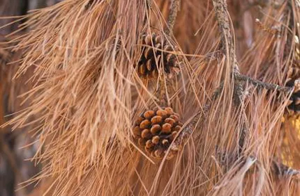 Dry Brown Pine Tree