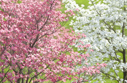 What Does A Flowering Dogwood Look Like