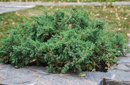 How To Identify A Juniper Tree