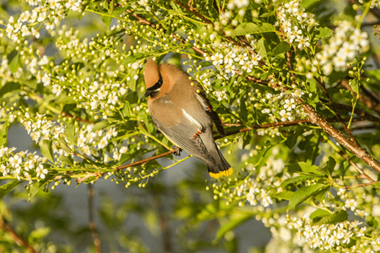 Chokecherry Trees For Birds