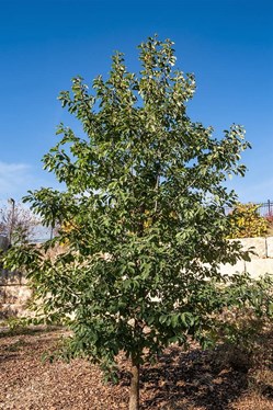 White Pine Tree Davey Tree