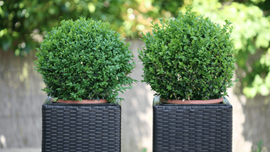 Potted evergreen deals