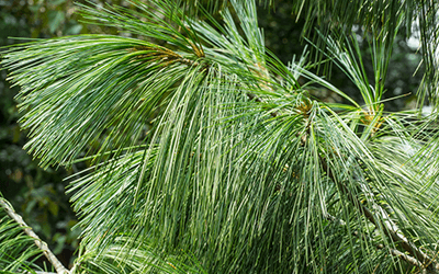 What Does White Pine Needles Look Like