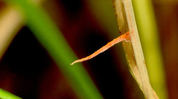 Pest And Disease Red Thread And Pink Patch Sideimage 608X341