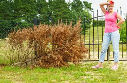 What To Do With Dead Tree In Yard Davey Tree